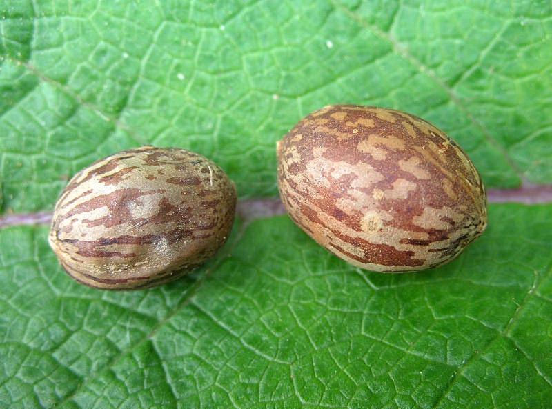 Ricinus communis / Ricino comune
